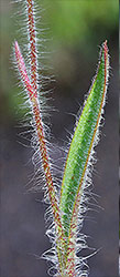 Caladenia leaf 1