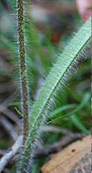 Caladenia leaf 2