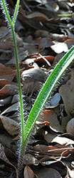 Caladenia leaf 4
