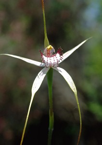 Lodge' Spider Orchid