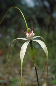 White Spider Orchid