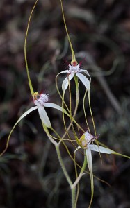 Small-lipped Spider Orchid