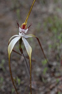 Small-lipped Spider Orchid