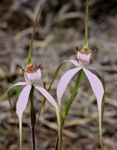 Southern White Spider Orchid