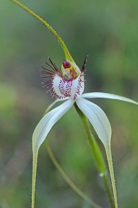 Daddy-long-legs Spider Orchid