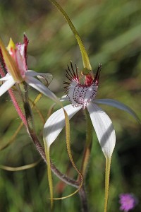 Daddy-long-legs Spider Orchid