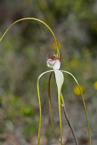 Coastal White Spider Orchid