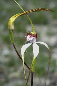 Stark White Spider Orchid