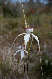 Stark White Spider Orchid