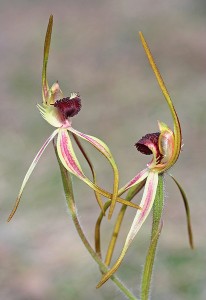 Clubbed Spider Orchid