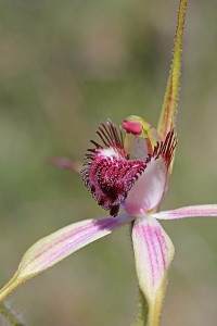 Blushing Spider Orchid