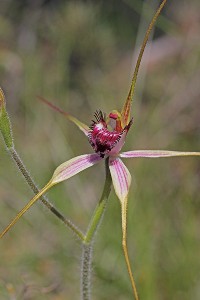 Blushing Spider Orchid