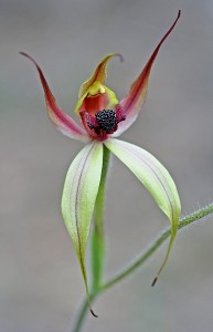 Leaping Spider Orchid
