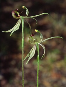 Narrow-lipped Dragon Orchid