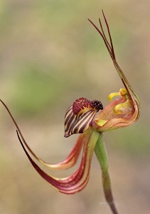 Lazy Spider Orchid