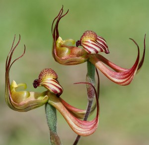 Lazy Spider orchid