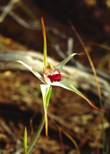 Exotic Spider Orchid