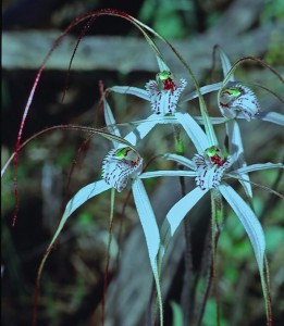 Caladenia nobilis