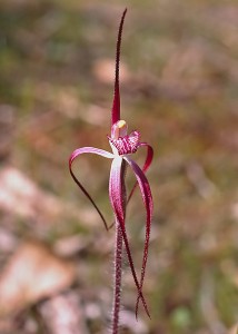 Caladenia occidentalis