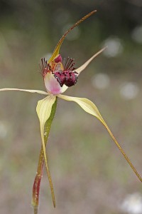 Swamp Spider Orchid