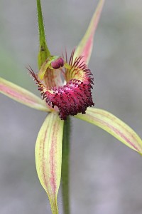 King Spider Orchid