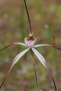 Talbot's Spider Orchid