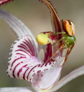Talbot's Spider Orchid