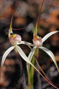 Rock Spider Orchid