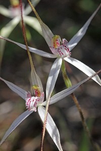 Rock Spider Orchid