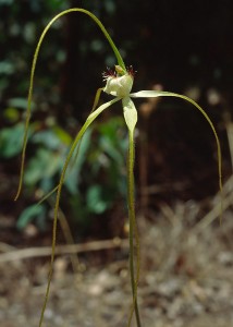 Albany Spider Orchid