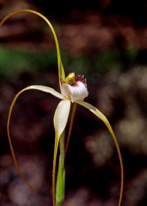 Augusta White Spider Orchid
