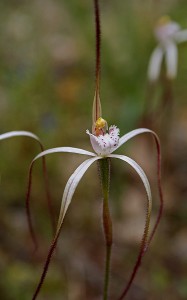 Dark-tipped Spider Orchid