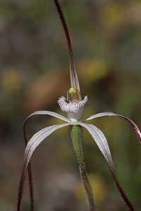 Dark-tipped Spider Orchid