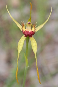 Carbunup King Spider Orchid