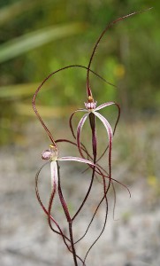 Slender Spider Orchid
