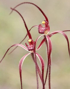 Slender Spider Orchid