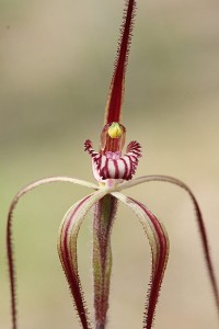 Caladenia pulchra