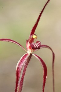 Slender Spider Orchid