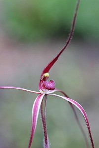 Slender Spider Orchid