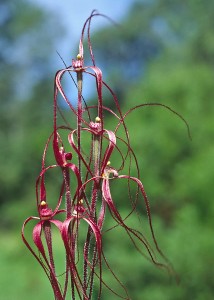 Slender Spider Orchid