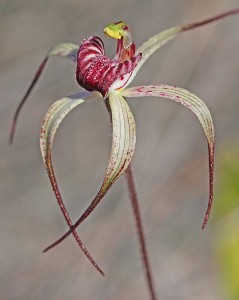 Drooping Spider Orchid