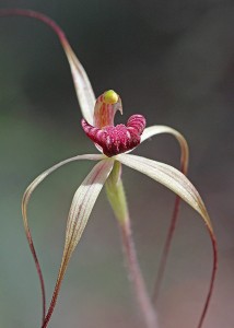 Drooping Spider Orchid