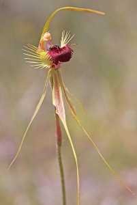 Ray Spider Orchid