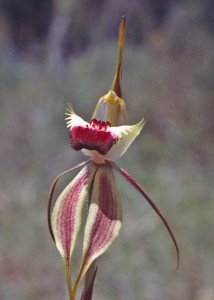 Diamond Spider Orchid