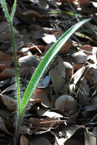 Diamond Spider Orchid leaf