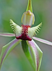 Diamond Spider Orchid