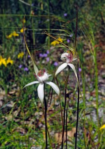 Sandplain White Spider Orchid