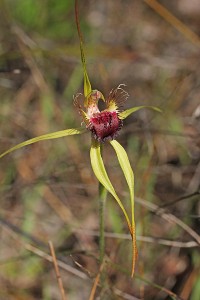 Scott River Spider Orchid
