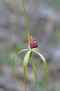 Darting Spider Orchid