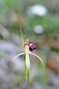 Darting Spider Orchid
